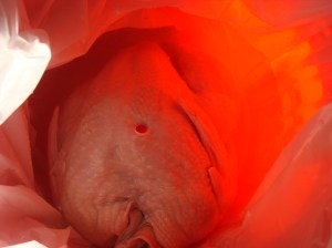 bathed in the glow of a Home Depot bucket