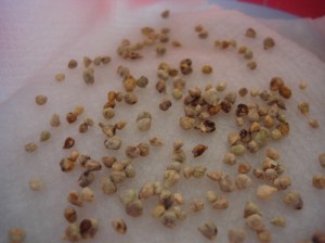 Soaking spinach seeds for 24 hours before planting