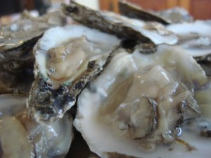 These Maryland oysters were quite creamy and not super-salty