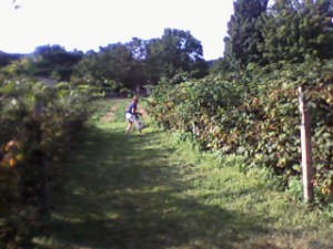 Allison -- our long-time CSA partner -- picks her berries.