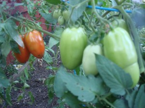 And more to come...provided we keep a few steps ahead of the blight!