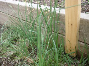 This is a nice bit just by the raise beds. Note that it is not flat but hollow, and grows to different lengths