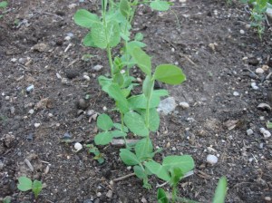 This may or may not be arugula babies: I need reading glasses these days so I can't tell! but in the garden I just taste