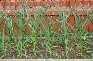 These we planted back in October...of 30 garlic cloves planted, 29 are looking fab and the other, well who cares?