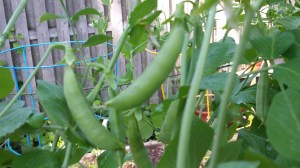 Almost too ready for picking