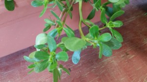 Purslane is a succulent. those fat leaves hold water during drought.
