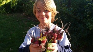 Surprise! An unexpected bounty of radishes